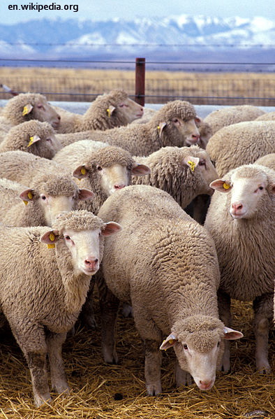 sheep wool
